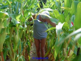 In the corn field 2 - Im Maisfeld 2 18 of 20