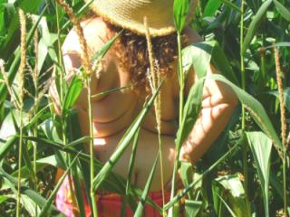 Corn field