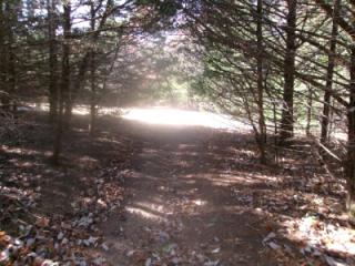 Cool breezy walk in the woods 1 of 6