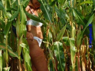 In the corn field 7 of 20