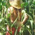 Corn field