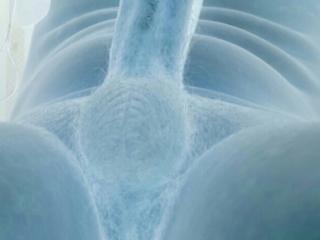 Scottswildside (ERECTION EFFECTS)