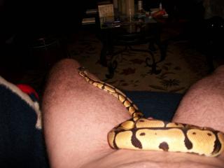 BJ's,Snakes, My hard cock. 2 of 6
