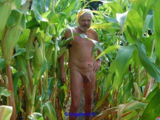 In the corn field 2 - Im Maisfeld 2 20 of 20