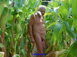 In the corn field 3 - Im Maisfeld 3 1 of 20