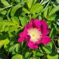 Fancyphotoman1