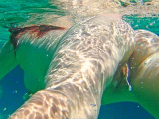 Diving 1 of 9