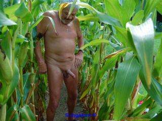 In the corn field 4 - Im Maisfeld 4 5 of 20