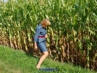 In the corn field 1 of 20