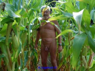 In the corn field 3 - Im Maisfeld 3 4 of 20