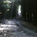 BluttBoy naked in the forest.