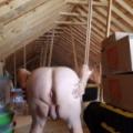 Working in the attic