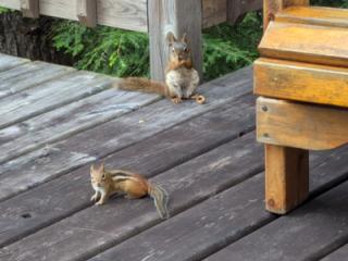 Natural Beauty at the Cottage 12 of 16