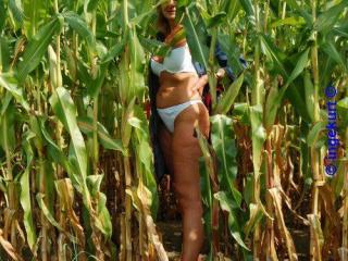 In the corn field 5 of 20