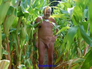 In the corn field 2 - Im Maisfeld 2 19 of 20