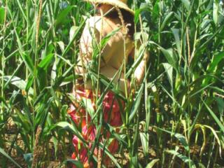 Corn field 10 of 11
