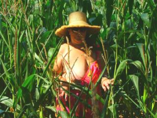 Corn field 4 of 11