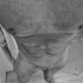 Bisotonguy
