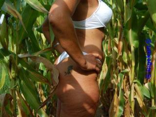In the corn field 6 - Im Maisfeld 6 6 of 20