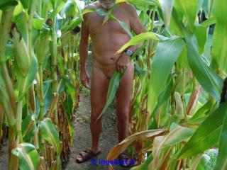In the corn field 3 - Im Maisfeld 3 6 of 20