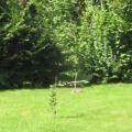 Naked in the garden enjoying to see r...