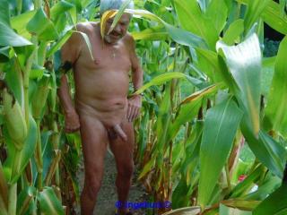 In the corn field 4 - Im Maisfeld 4 6 of 20