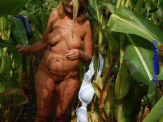 In the corn field 2 - Im Maisfeld 2 17 of 20