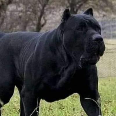 Bigbaddog