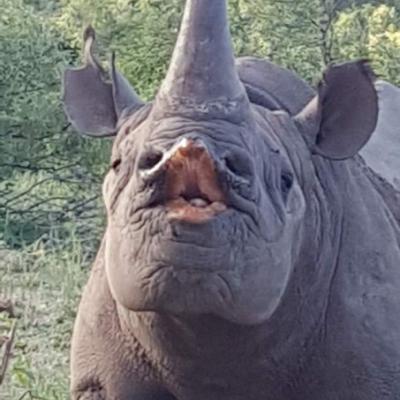 chunkyrhyno