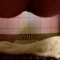 Helena messy piss on towel