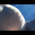 Underwater video