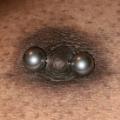 Nipple piercings