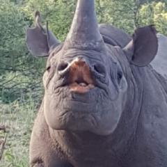 chunkyrhyno
