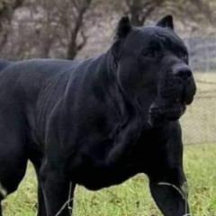 Bigbaddog