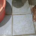 Indian Tamil my wife shave pussy