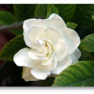 LadyGardenia