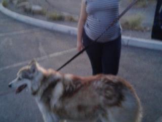 Walking with the dog 12 of 19