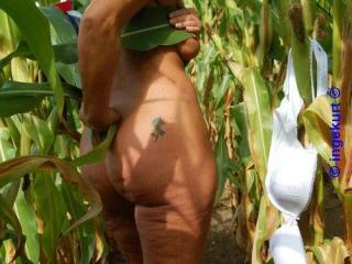 In the corn field 2 - Im Maisfeld 2 12 of 20