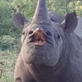 chunkyrhyno