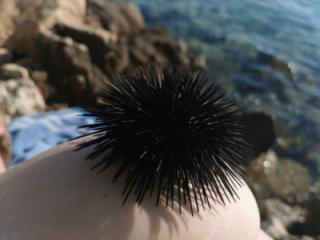 Rocks & sea urchin 12 of 13