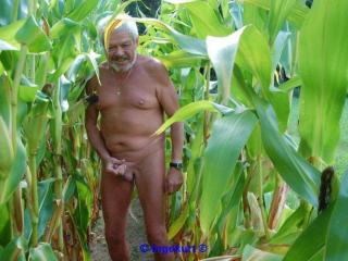 In the corn field 3 - Im Maisfeld 3 13 of 20