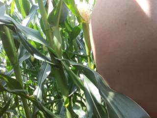Nacked in cornfield