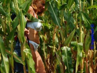 In the corn field 6 of 20