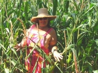 Corn field 2 of 11