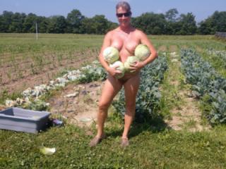 Picking Cabbage 12 of 18