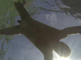 Nude swimming 3 of 14