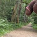 A walk in the woods