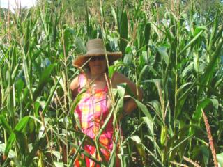 Corn field 1 of 11