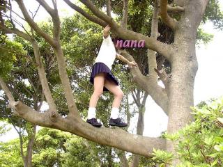 Tree climbing 2 17 of 20
