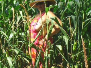 Corn field 3 of 11